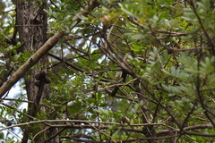 Phylloscopus proregulus