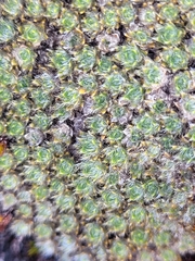 Veronica pulvinaris