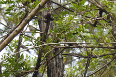 Phylloscopus proregulus