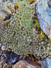 Veronica pulvinaris