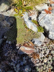 Veronica pulvinaris