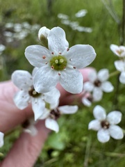 Micranthes californica