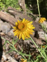 Xerochrysum bracteatum