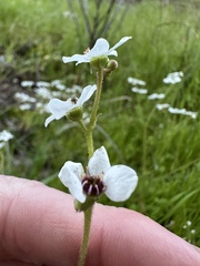 Micranthes californica