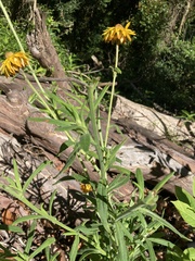 Xerochrysum bracteatum
