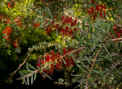 Melaleuca recurva