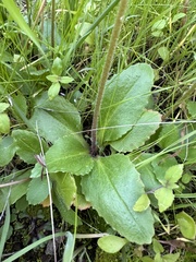 Micranthes californica