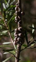 Melaleuca recurva