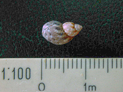 Tricolia speciosa