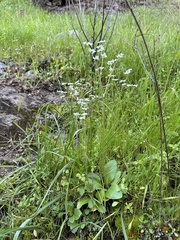 Micranthes californica