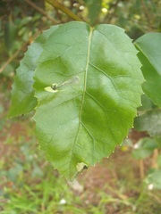 Stigmella hoheriae