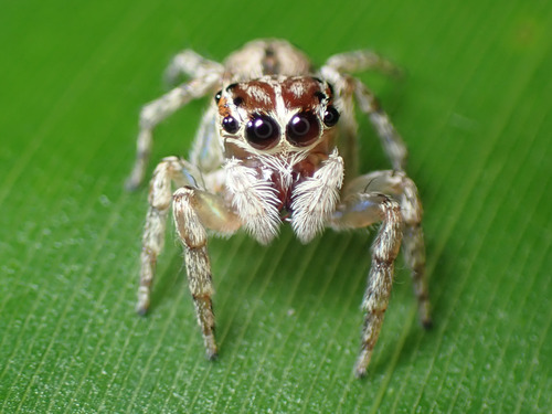 jumping spiders