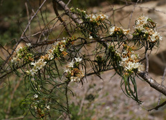 Myoporum floribundum