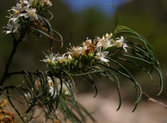 Myoporum floribundum