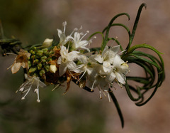 Myoporum floribundum