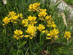 Genista sagittalis