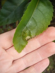 Stigmella hoheriae