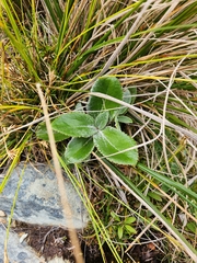 Macrolearia colensoi