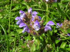 Prunella hastifolia