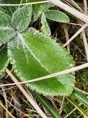 Macrolearia colensoi