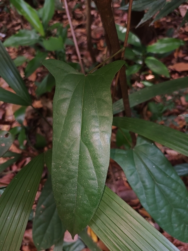 Tinomiscium petiolare, photograph 5