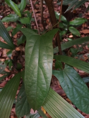 Tinomiscium petiolare