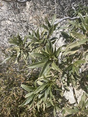 Eriodictyon trichocalyx lanatum