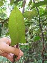 Tinomiscium petiolare