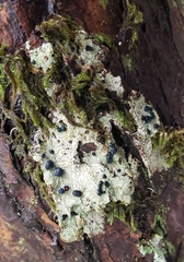 Mycoblastus sanguinarius