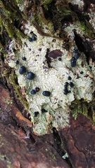 Mycoblastus sanguinarius