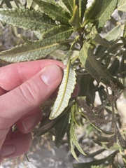 Eriodictyon trichocalyx lanatum