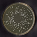 Lactobacillus - Photo (c) AJ Cann, algunos derechos reservados (CC BY-NC)