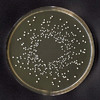 Aerobic Endospore-forming Bacteria - Photo (c) AJ Cann, some rights reserved (CC BY-NC)