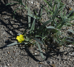 Camissoniopsis pallida