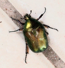 Cetonia aurata
