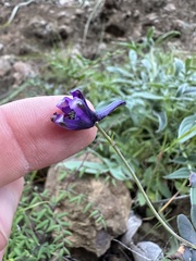 Delphinium parryi