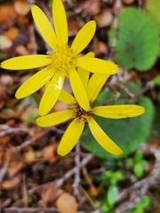 Brachyglottis lagopus