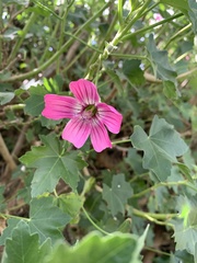 Malva assurgentiflora