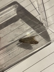 Alsophila aescularia