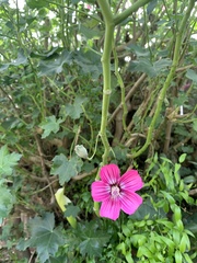 Malva assurgentiflora