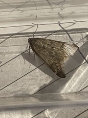 Alsophila aescularia