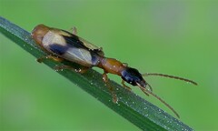 Demetrias imperialis