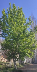 Platanus orientalis