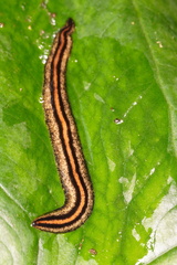 Geoplanidae
