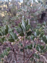 Arctostaphylos pungens