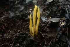 Clavulinopsis amoena