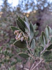 Arctostaphylos pungens