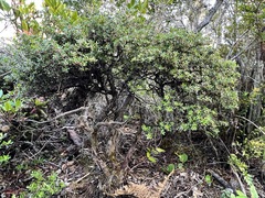 Arctostaphylos nummularia