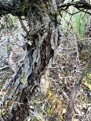 Arctostaphylos nummularia