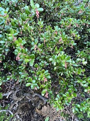 Arctostaphylos nummularia